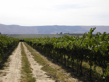 Crawford Vineyard